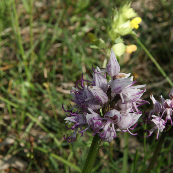 Orchis simia